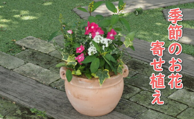 【ふるさと納税】植物 寄植え 花 季節のお花 寄せ植え つぼ丸型 ピンク系 25cm　【 お花の寄せ植え インテリア グリーンアイテム 癒し かわいい 玄関 ガーデン 庭 ガーデニング 】