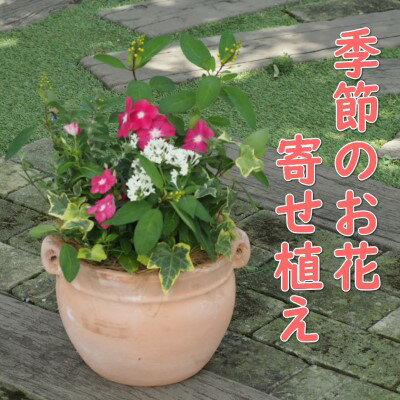 【ふるさと納税】植物 寄植え 花 季節のお花 寄せ植え つぼ丸型 ピンク系 25cm　【 お花の寄せ植え インテリア グリーンアイテム 癒し かわいい 玄関 ガーデン 庭 ガーデニング 】