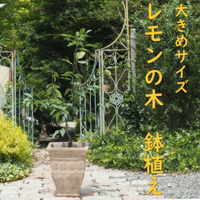植物 レモン 鉢植え 大きめ サイズ レモンの木 アンティーク テラコッタ 鉢 直径31cm 配送不可 北海道 沖縄 離島 インテリア グリーンアイテム グリーンインテリア 玄関 庭 ガーデン ガーデニング 果樹 柑橘