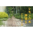 【ふるさと納税】植物 レモン トゲ無し 鉢植え レモンの木 品種 ビアフランカ アンティーク テラコッタ 鉢 直径31cm 配送不可 北海道 沖縄 離島 インテリア グリーンアイテム グリーンインテリア 玄関 庭 ガーデン ガーデニング 果樹 柑橘