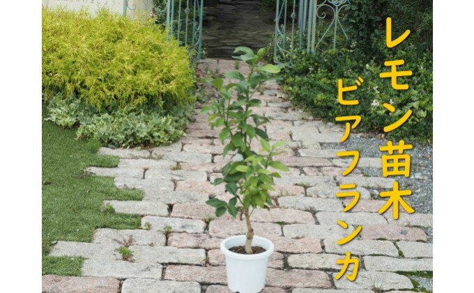 【ふるさと納税】植物 レモン 苗木 トゲ無し レモンの木 品種 ビアフランカ トゲ無し 3年生苗　【 インテリア グリーンアイテム グリーンインテリア 玄関 庭 ガーデン ガーデニング 果樹 柑橘 】