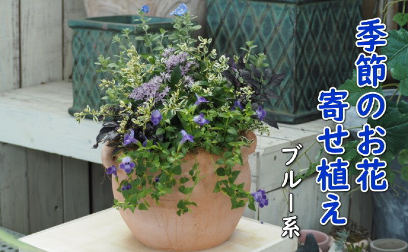 【ふるさと納税】植物 寄せ植え 季節のお花 ブルー系 つぼ丸型 25cm ガーデニング 花　【朝倉市】