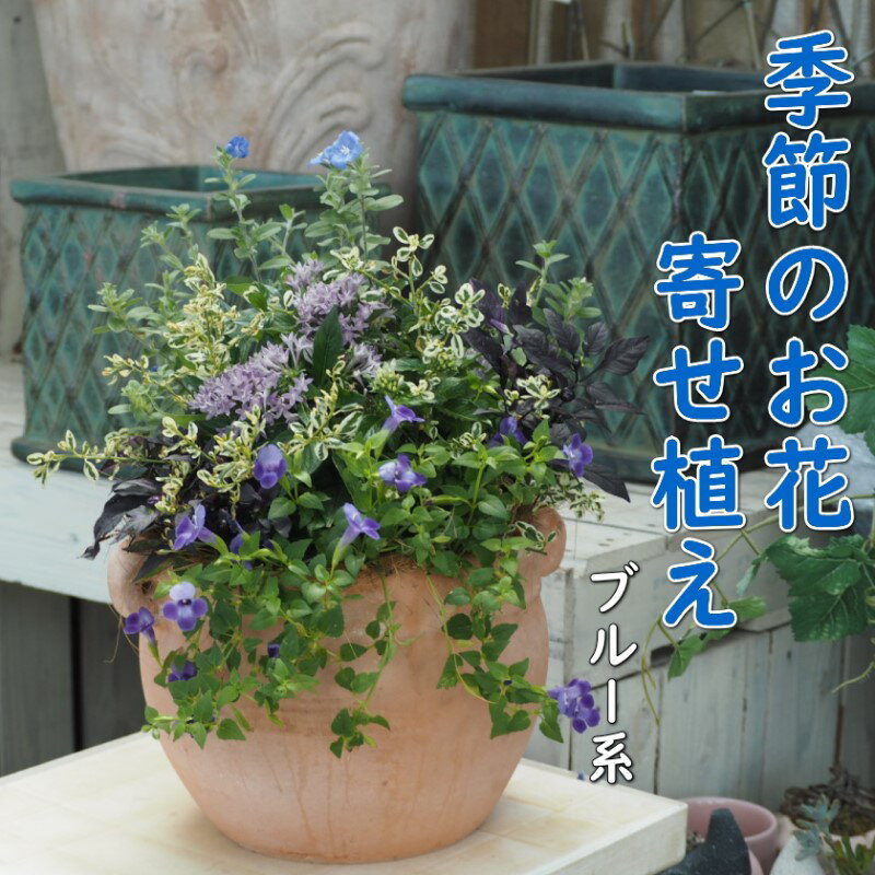 植物 寄せ植え 季節のお花 ブルー系 つぼ丸型 25cm ガーデニング 花　【朝倉市】