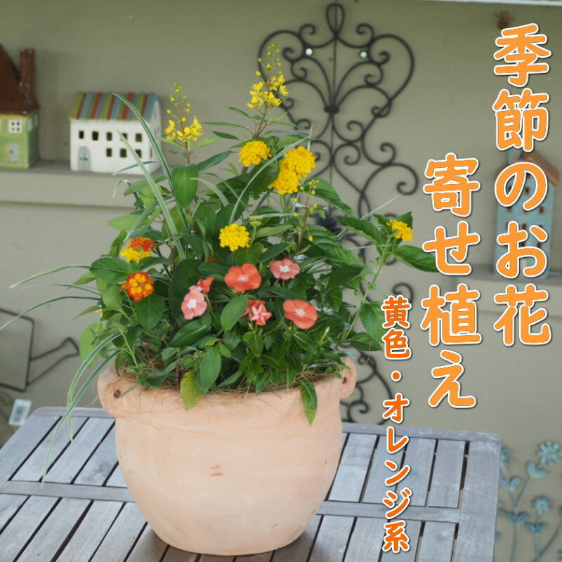 植物 寄せ植え 季節のお花 黄色 オレンジ系 つぼ丸型 25cm ガーデニング 花　【朝倉市】