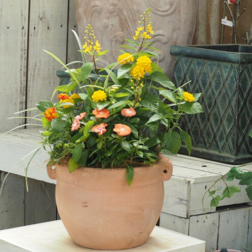 【ふるさと納税】植物 寄せ植え 季節のお花 黄色 オレンジ系 つぼ丸型 25cm ガーデニング 花 f402281-asakura-10002929 福岡県朝倉市 サンプル画像3