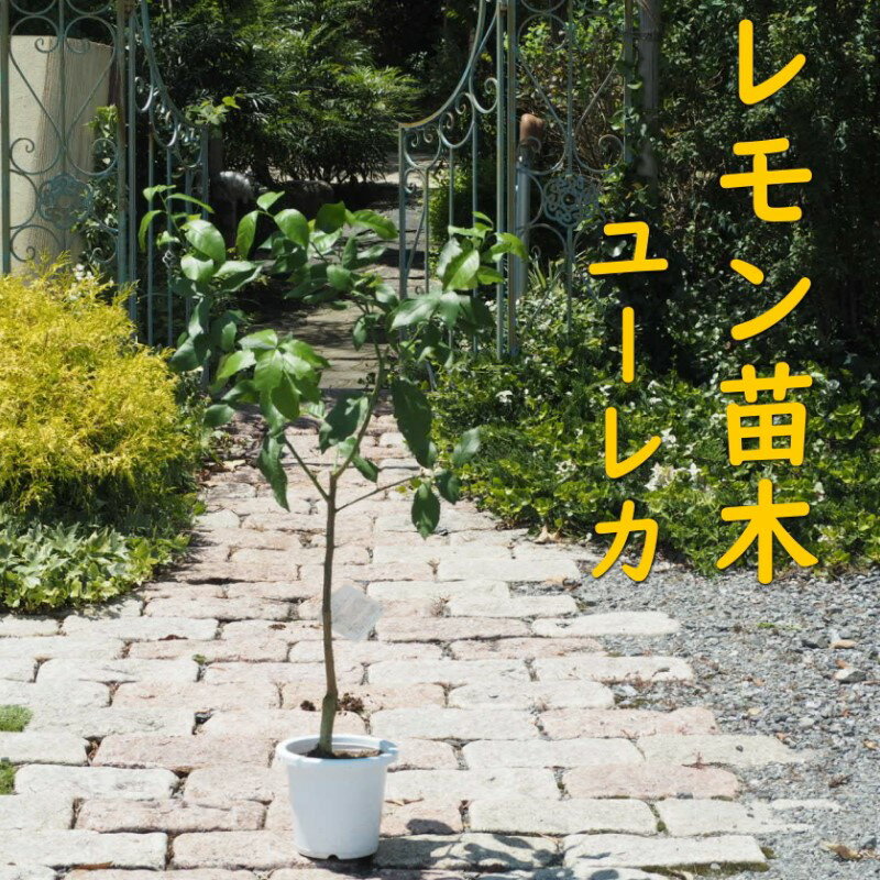 植物 レモン 苗木 品種 ユーレカ 3年生苗 レモンの木 ガーデニング　【朝倉市】