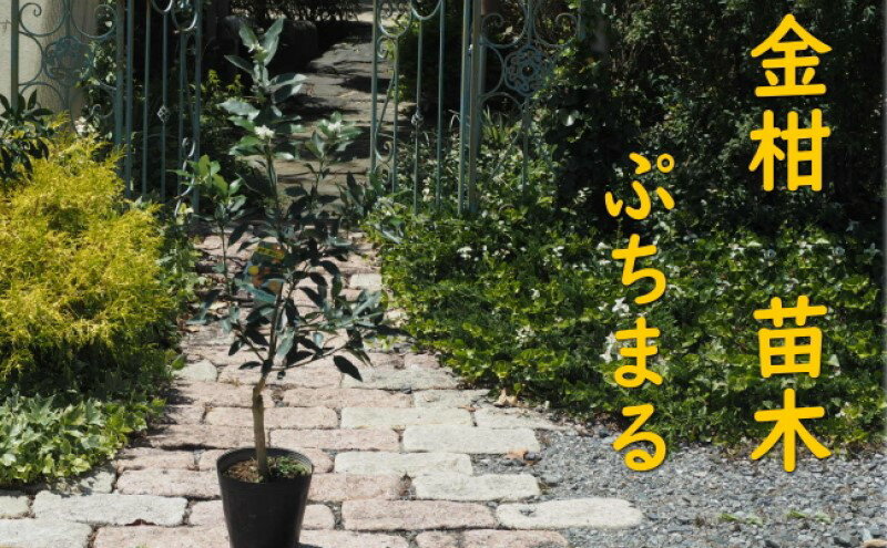 【ふるさと納税】きんかん 植物 苗木 品種 ぷちまる 2年生苗 PVP 金柑 キンカン 種無し 種なし ガーデニング