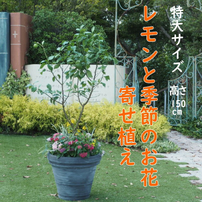 植物 レモン 花 寄植え 特大サイズ レモンの木と季節のお花 寄せ植え ガーデニング 配送不可:北海道、沖縄、離島 [朝倉市]