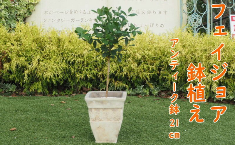 【ふるさと納税】植物 フェイジョアの鉢植え アンティークテラコッタ21cm インテリア ガーデニング　【朝倉市】