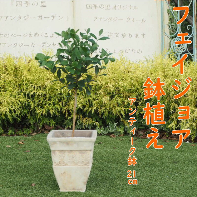 【ふるさと納税】植物 フェイジョアの鉢植え アンティークテラコッタ21cm インテリア ガーデニング　【朝倉市】