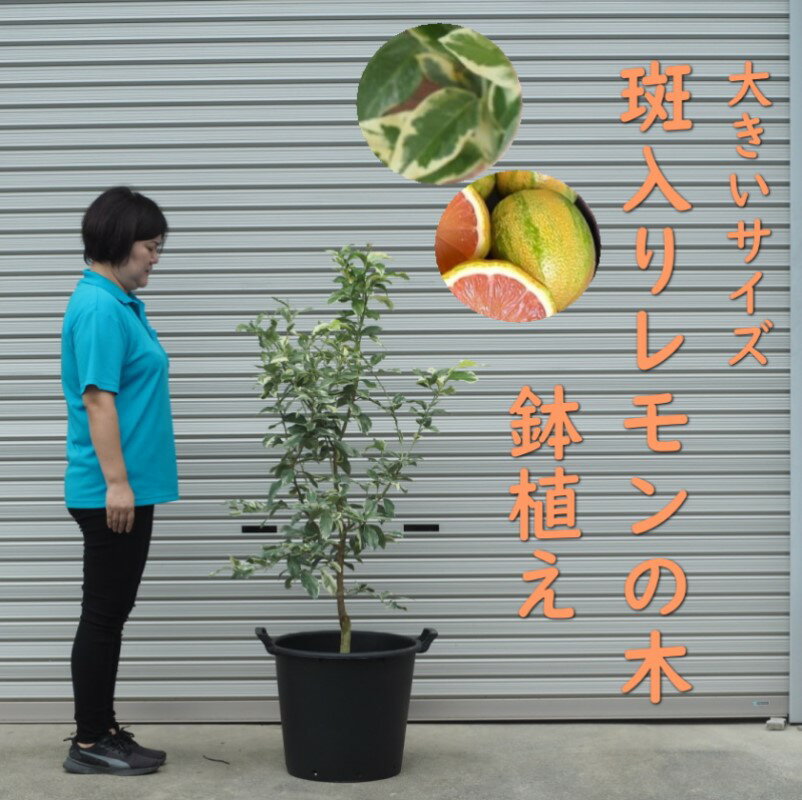 植物 レモン 斑入り レモンの木 ピンクレモネード 鉢植え 黒プラ45cm ガーデニング 配送不可:北海道、沖縄、離島