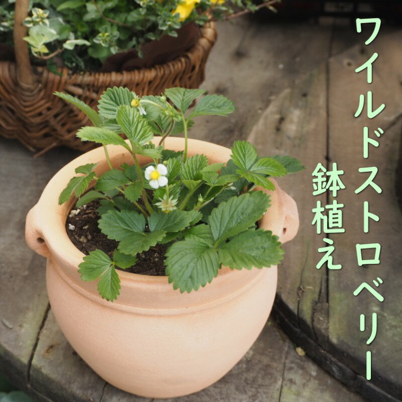 鉢植え ワイルドストロベリーの鉢植え (つぼ丸18cm鉢) 植木鉢 ガーデン ※配送不可:北海道、沖縄、離島