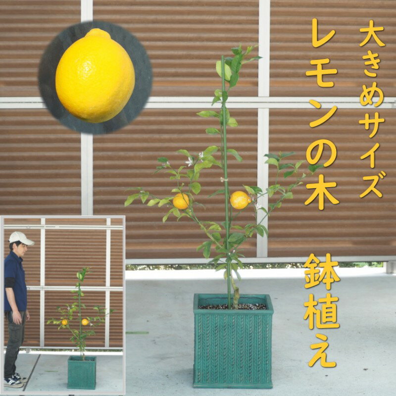 レモンの木 鉢植え 大きめサイズ (緑角鉢32cm) 植木鉢 ガーデン ※配送不可:北海道、沖縄、離島