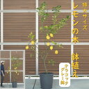 【ふるさと納税】レモンの木 鉢植え 特大サイズ (陶器鉢グレー38cm) 植木鉢 ガーデン ※配送不可:北海道、沖縄、離島