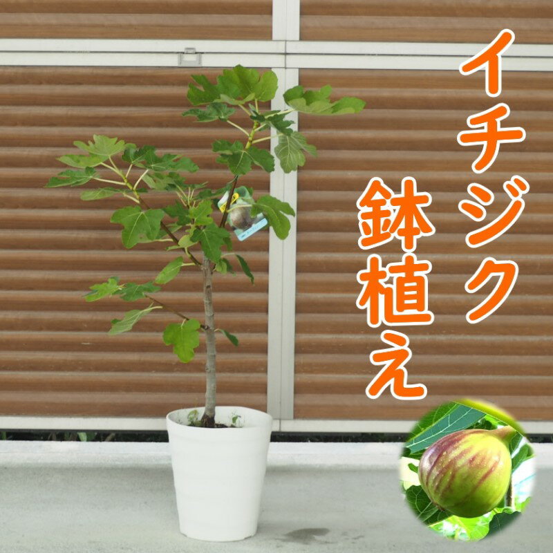 苗木 イチジク 鉢植え 植物 ガーデン インテリア ※配送不可:北海道、沖縄、離島