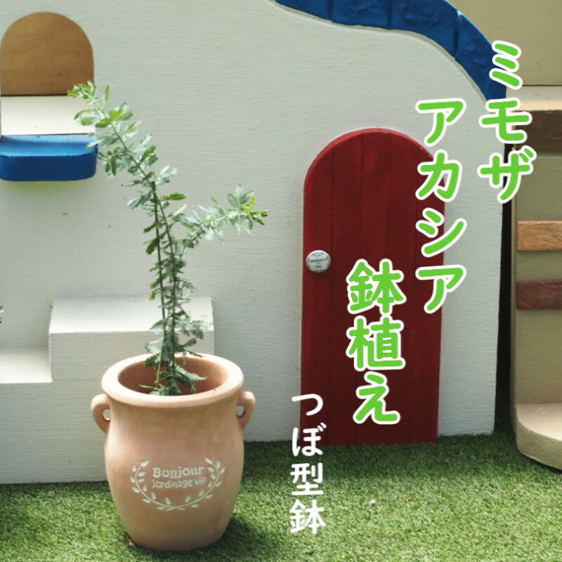 【ふるさと納税】苗木 ミモザアカシア 鉢植え つぼ小 植物 ガーデン インテリア ※配送不可:北海道、沖縄、離島
