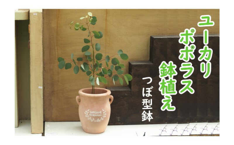 【ふるさと納税】苗木 ユーカリ ポポラス 鉢植え つぼ小 植物 ガーデン インテリア