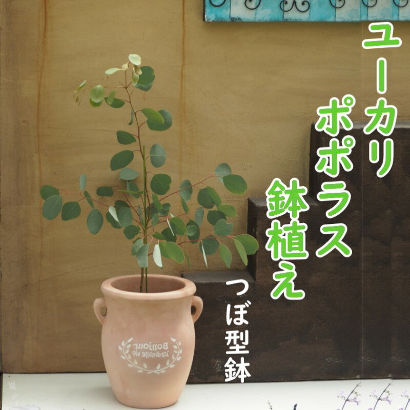 苗木 ユーカリ ポポラス 鉢植え つぼ小 植物 ガーデン インテリア