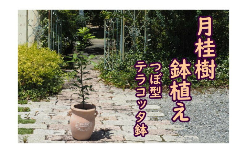 【ふるさと納税】苗木 月桂樹 鉢植え つぼ小 植物 ガーデン インテリア ※配送不可:北海道、沖縄、離島