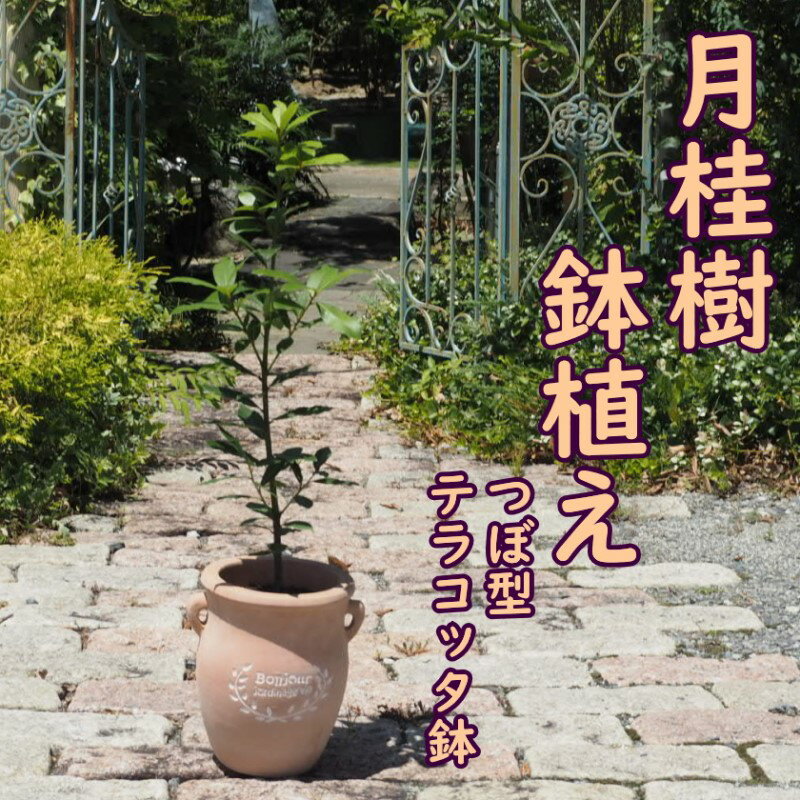 苗木 月桂樹 鉢植え つぼ小 植物 ガーデン インテリア ※配送不可:北海道、沖縄、離島