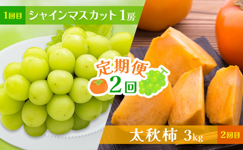 【ふるさと納税】定期便 2回 シャインマスカット・太秋柿 ★Cafe 楓★ 果物 フルーツ シャイン マスカット 柿 ※配送不可：北海道・東北・沖縄・離島　お届け：2025年 シャインマスカット8～9月、大秋柿9月
