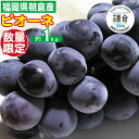 【ふるさと納税】【朝倉市制施行20周年記念企画】 葡萄 ピオーネ 1~3房 約1kg 数量限定 ゆう美果樹園 ※配送不可:離島 お届け:2025年9月中旬~10月中旬