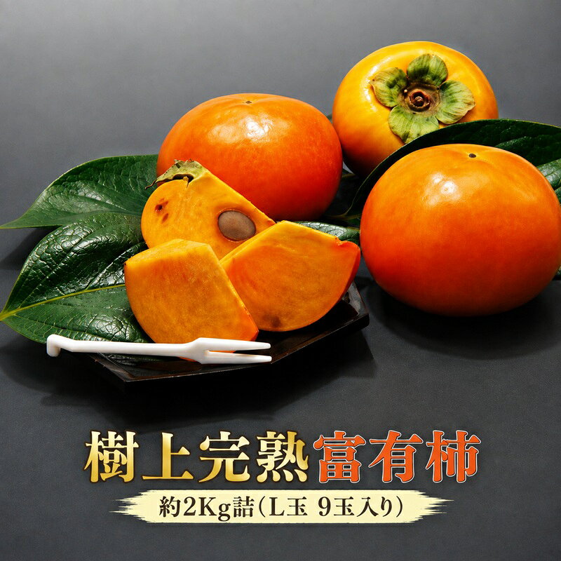 [福岡県朝倉産]もぎたて樹上完熟富有柿 木の上でじっくり熟した、みずみずしく濃厚な甘み [一番美味しい時期にお届け]正品 白シンプル箱 L玉 9玉入り 2Kg詰 お届け:2026年11月上旬〜12月上旬