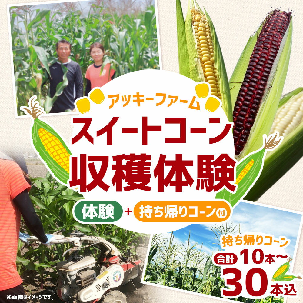 【ふるさと納税】＜選べる本数＞アッキーファーム スイートコーン収穫体験 持ち帰り用スイートコーン 10本 / 20本 / 30本込み とうもろこし トウモロコシ 野菜 やさい 農作物 農業 体験 チケット 商品券 施設利用券 福岡県産 国産 福岡県 みやま市 送料無料 F4 F5 F6