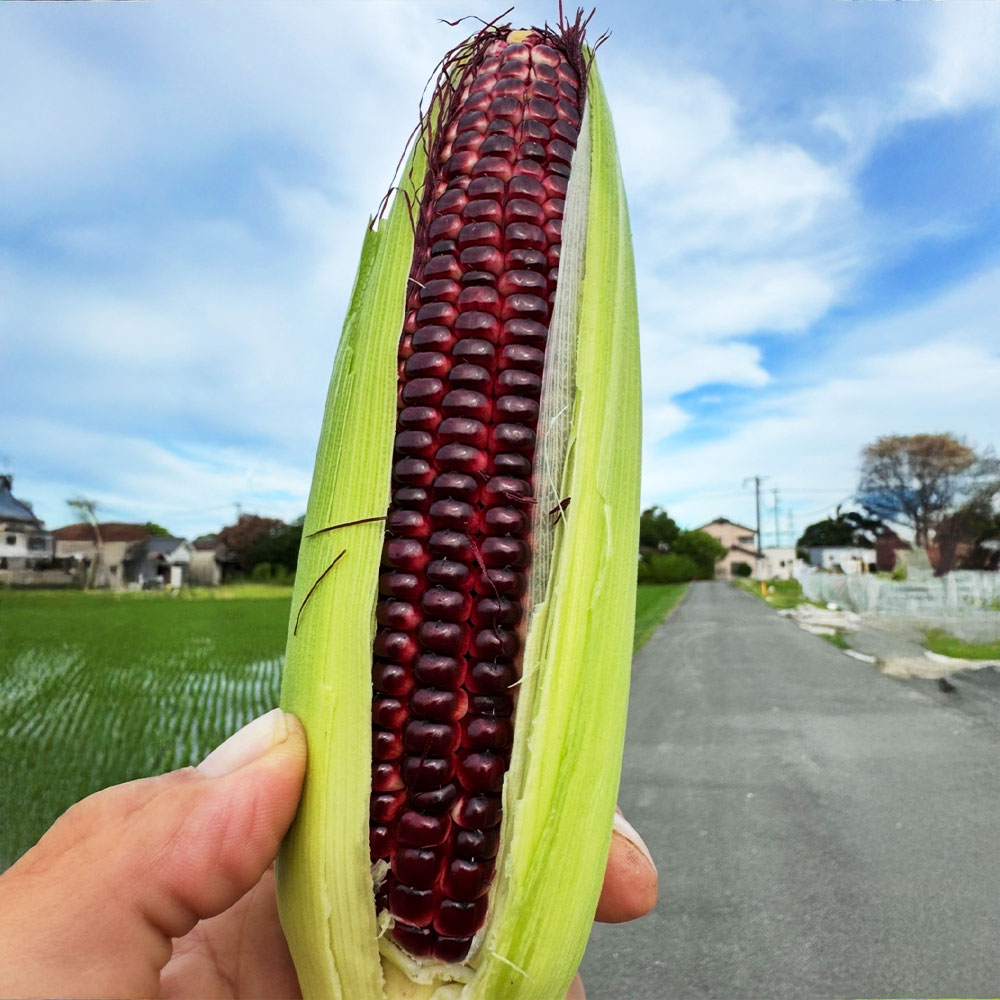 【ふるさと納税】＜選べる本数＞アッキーファーム スイートコーン収穫体験 持ち帰り用スイートコーン 10本 / 20本 / 30本込み とうもろこし トウモロコシ 野菜 やさい 農作物 農業 体験 チケット 商品券 施設利用券 福岡県産 国産 福岡県 みやま市 送料無料 F4 F5 F6