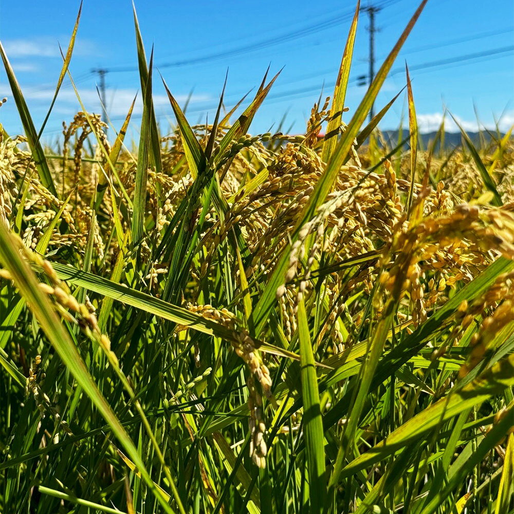 【ふるさと納税】A323 【令和7年産】アッキーファームのお米「夢つくし」 5kg 白米 ゆめつくし お米 こめ 精米 単一原料米 ごはん ご飯 福岡県産 国産 福岡県 みやま市 送料無料 【2025年10月下旬～2026年8月下旬まで順次発送予定】