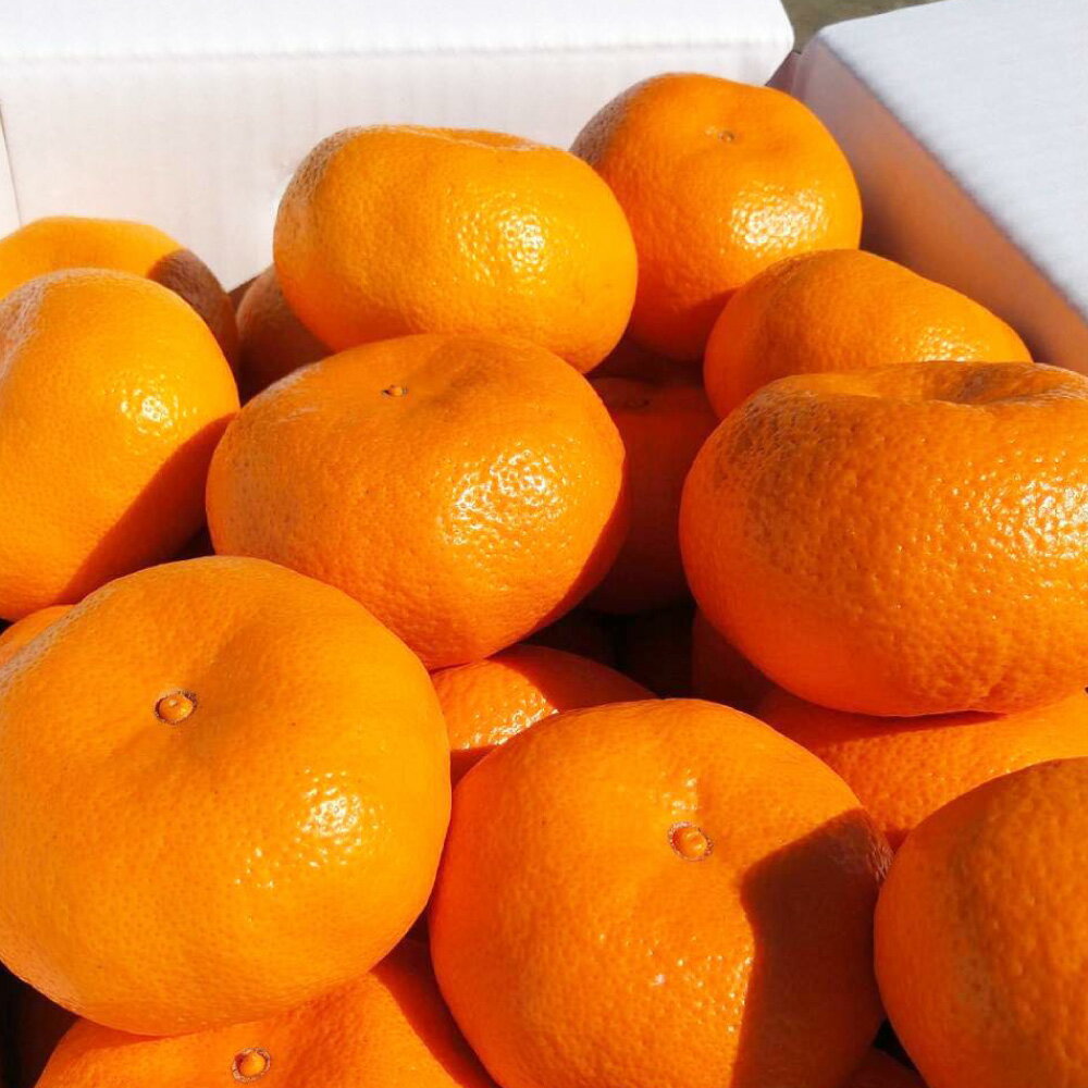 【ふるさと納税】山川みかん 約5kg（2S～Mサイズ）みかん ミカン 蜜柑 高糖度 フルーツ 果物 くだもの 常温 特産品 福岡県 みやま市 送料無料【2025年12月上旬～2026年1月下旬まで順次発送予定】