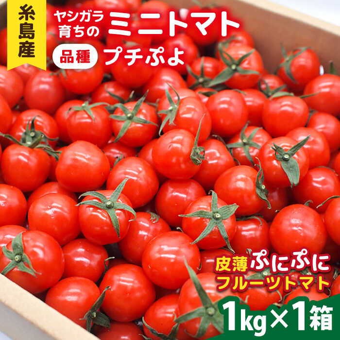 ミニトマト ( プチぷよ ) 1kg×1箱 糸島市 / かわぞえ農園 ぷちぷよ トマト [AAM001] 14000円 1万4千円 常温