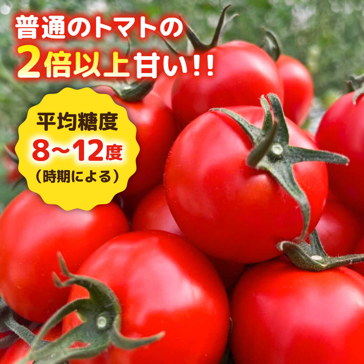 【ふるさと納税】【先行予約】【全3回定期便】 フルティカ 1kg 糸島市 / かわぞえ農園 トマト 中玉トマト 【2026年11月以降順次発送】[AAM010]