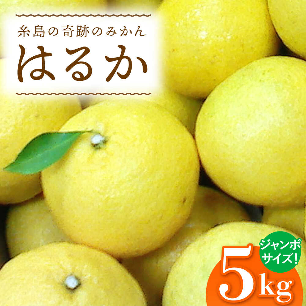 爽やかに甘い! 糸島産 「はるか」 ジャンボサイズ 約5kg(3L-4Lサイズミックス)糸島市 / 二丈赤米産直センター