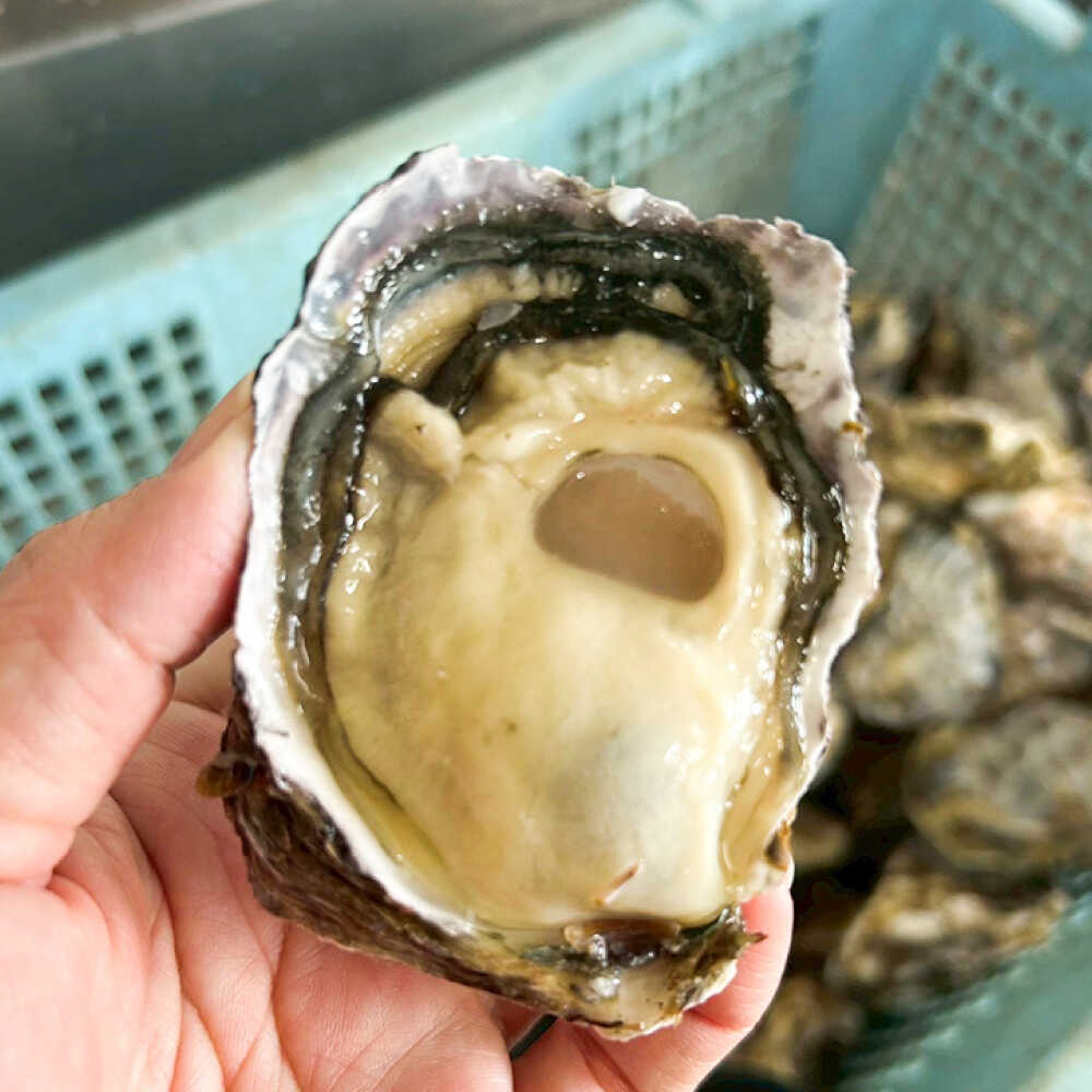 【ふるさと納税】糸島カキ 牡蠣のしぐれ煮 牡蠣飯の素 各2個セット 糸島市 / カキ小屋 住吉丸 [ACJ020] 16000円 1万6千円 f402303-itoshima-10006223 福岡県糸島市 サンプル画像2