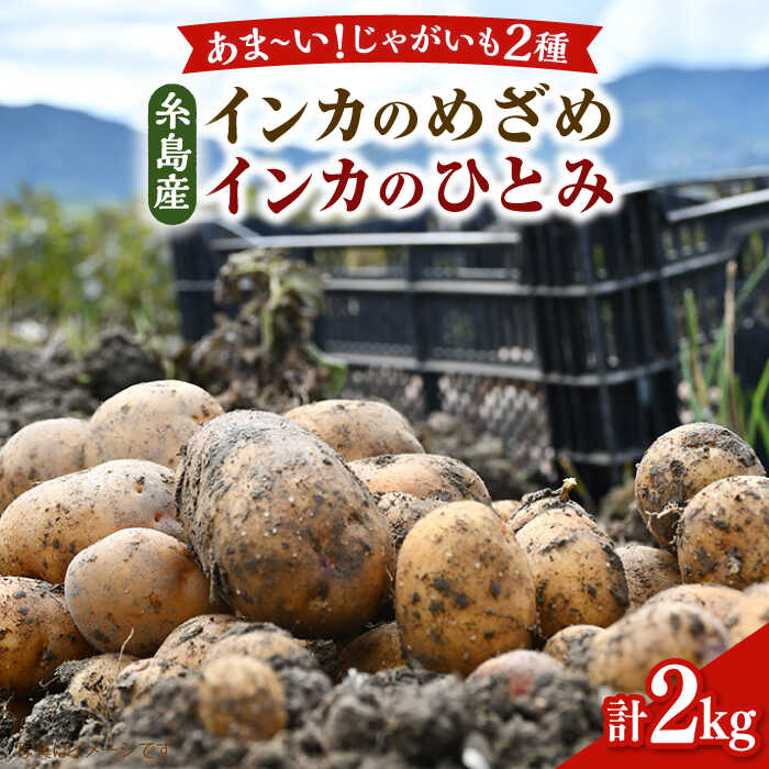 糸島育ちのジャガイモ 2種食べ比べ インカのめざめ インカのひとみ 各1kg・計2kg 【先行予約・2024年7月より順次発送】 糸島市 / 糸島ボンテール農園[ACO012] 10000円 1万円