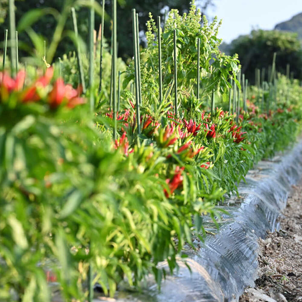 【ふるさと納税】いとペリ ホットソース (ミニ) 50ml×1本 Dans Kitchen 糸島市 / Mind Nation 唐辛子 辛味ソース[ACR003] 5000円 5千円 常温