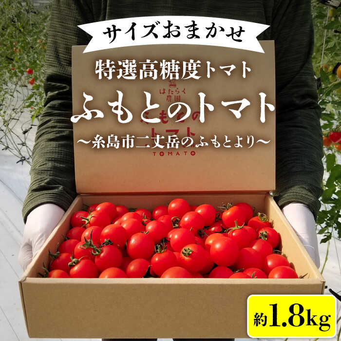 【ふるさと納税】【ふもとのトマト】 サイズ おまかせ 約1.8kg （ 専用箱入り ） 糸島市 / 株式会社 さいかい [AFL002] 9000円 常温のサムネイル