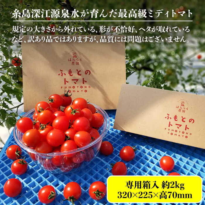 【ふるさと納税】【訳あり】【ふもとのトマト】 約2kg ( 専用箱入り ) 糸島市 / 株式会社 さいかい [AFL003] 13000円 常温