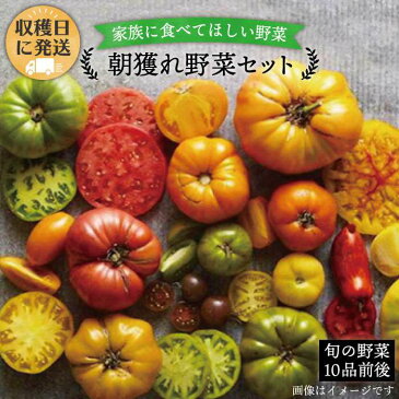 【ふるさと納税】朝獲れ！糸島野菜セット(10品前後) オーガニックナガミツファーム AGE003