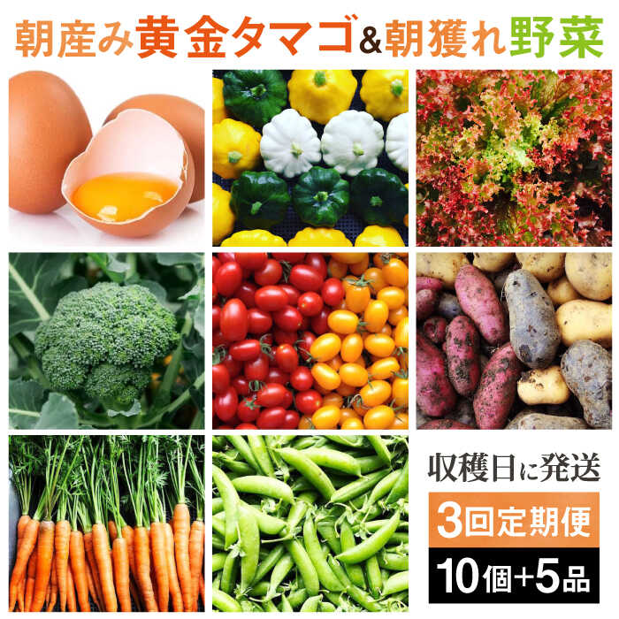 【ふるさと納税】【全3回定期便】糸島の朝産み黄金タマゴ10個 朝どれ新鮮野菜5品 セット【福岡県糸島...