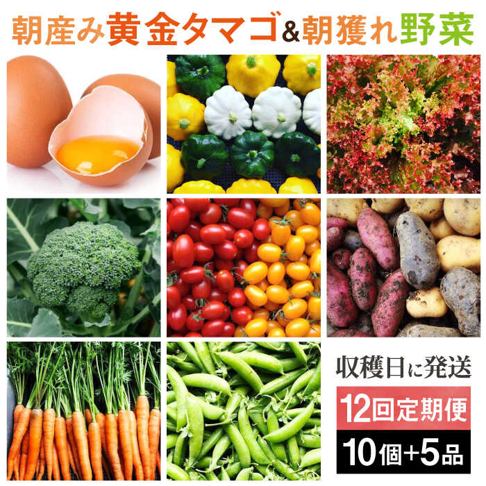 【ふるさと納税】【全12回定期便】糸島の朝産み黄金タマゴ10個 朝どれ新鮮野菜5品 セット【福岡県糸島産】 糸島市 / オーガニックナガミツファーム 玉子 やさい[AGE049] 100000円 10万