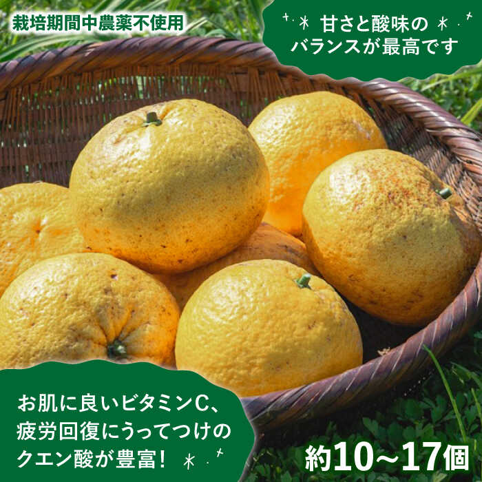 【ふるさと納税】【全2回定期便】【有機栽培】甘夏 5kg 栽培期間中 農薬不使用 糸島市 / わかまつ農園 [AHB052] 22000円 果物 フルーツ