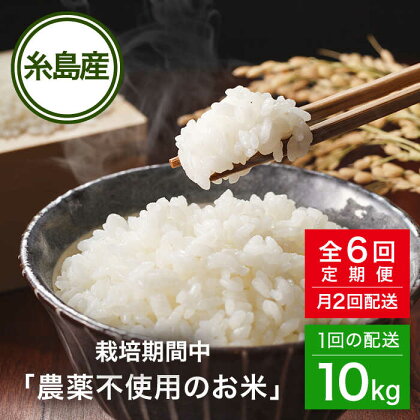 【全6回(月2回)定期便】 栽培期間中 農薬不使用のお米 ヒノヒカリ 10kg 糸島市 / シーブ [AHC008] 米 定期便 222000円 常温 200000円 20万