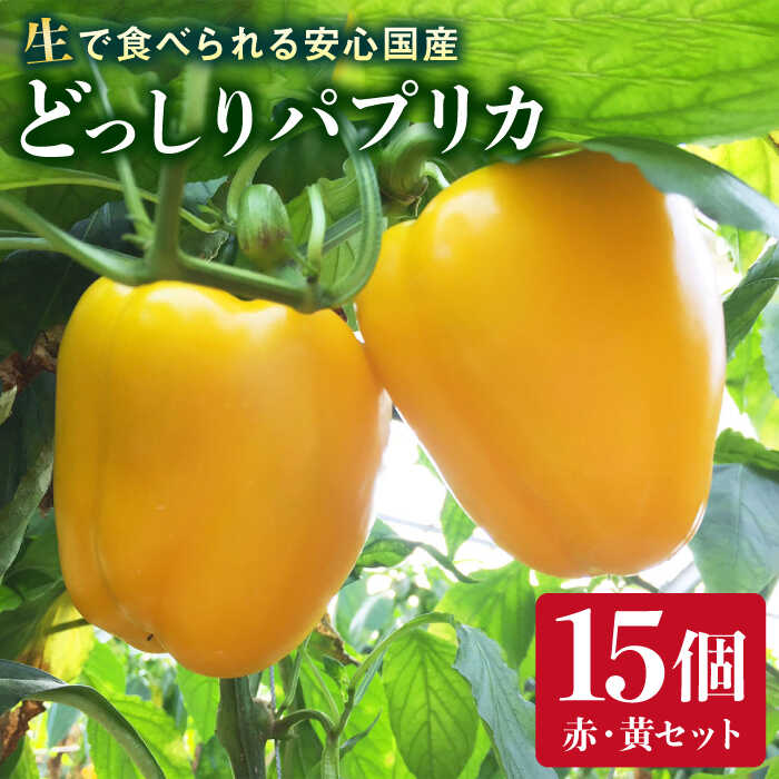 【ふるさと納税】肉厚 パプリカ 15個 福岡県 糸島産 シーブ 糸島市 [AHC032] 26000円 野菜 ピーマン