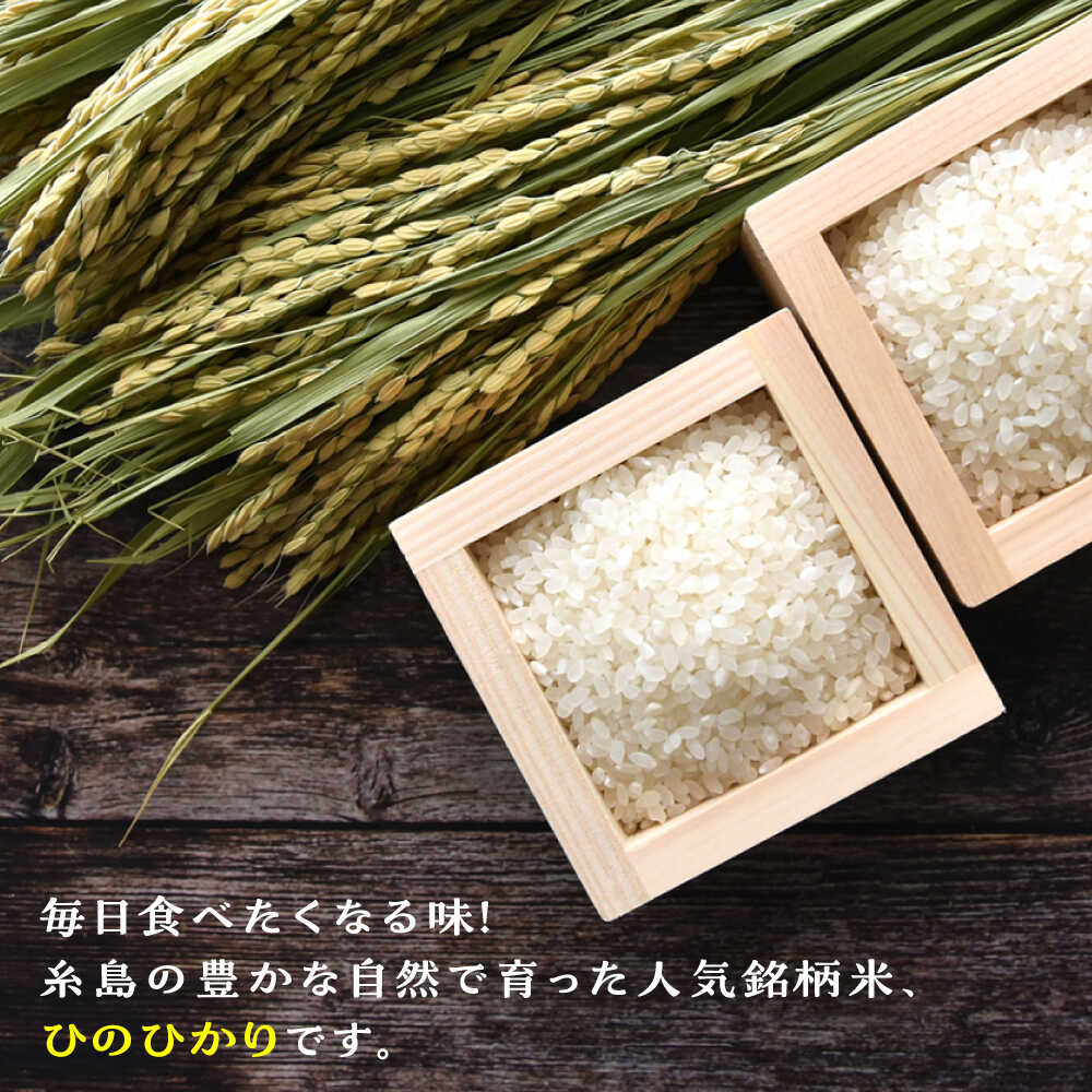 【ふるさと納税】糸島産 ひのひかり 5kg/10kg/20kg 選べるキロ数とお届け回数 糸島...