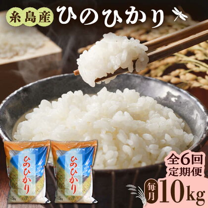 【全6回定期便】糸島産 ひのひかり 10kg × 6回 糸島市 / 三島商店 [AIM015] お米 白米 84000円 常温