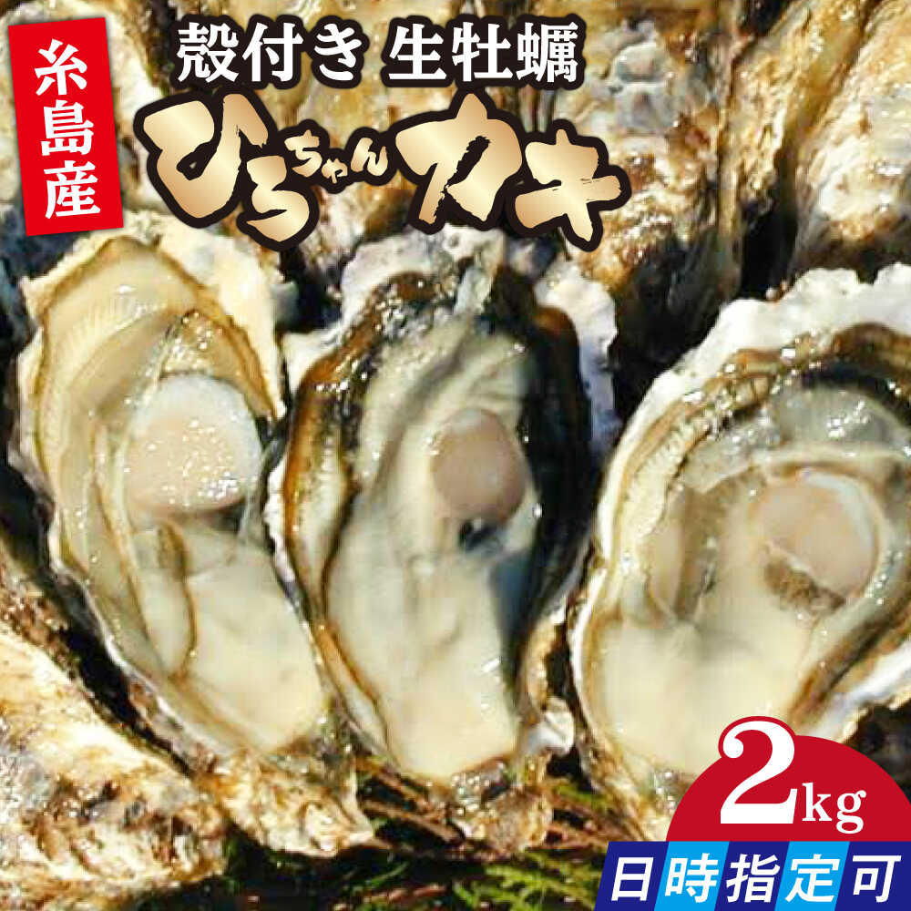 【ふるさと納税】加熱用 殻付き牡蠣 2kg 牡蠣 活カキ 殻付き カキ 活牡蛎 糸島市 / ひろちゃんカキ[AJA021]