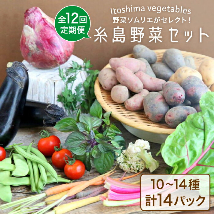 13位! 口コミ数「1件」評価「5」【全12回定期便】旬を味わう『糸島野菜セット』年12回お届けコース 野菜ソムリエ松永 vegeLabo [AJB003] 240000円 2･･･ 