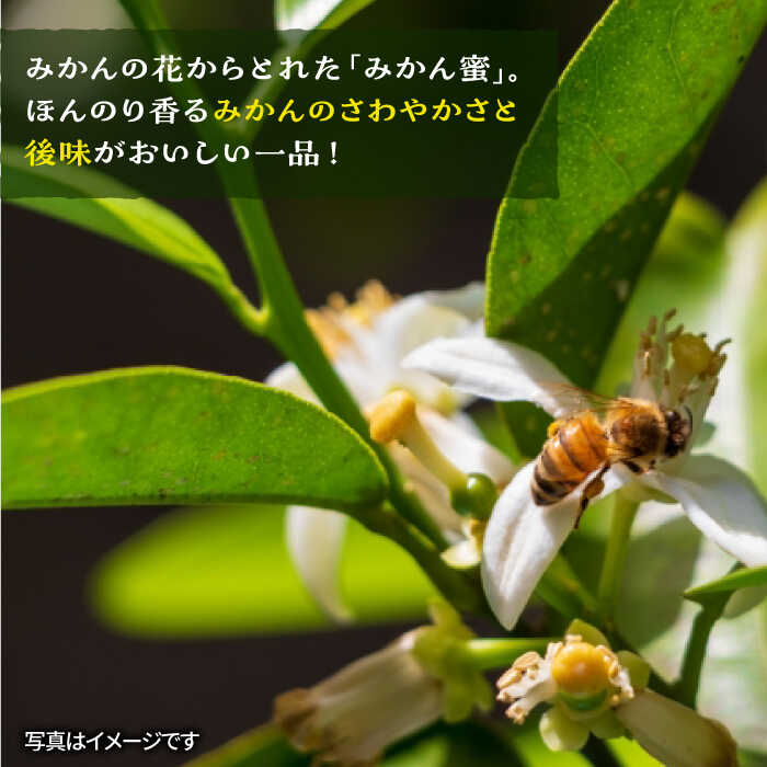 【ふるさと納税】【全6回定期便】福岡糸島産 採れたて生はちみつ（みかん蜜900g）《糸島》【糸島二丈サクランボ農園】 [AKJ012]